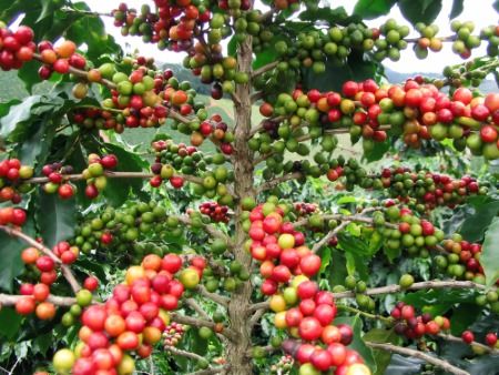 Caffè Meglio Arabica o Robusta