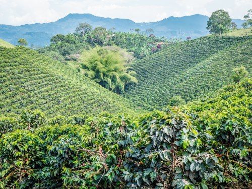 Il caffè bevanda straordinaria